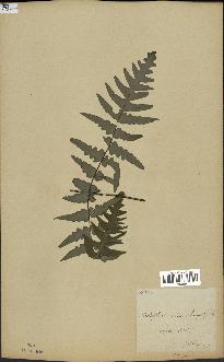 spécimen de Histiopteris incisa
