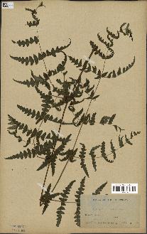 spécimen de Histiopteris incisa