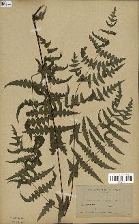 spécimen de Histiopteris incisa