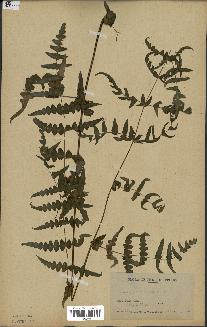 spécimen de Histiopteris incisa