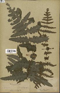 spécimen de Histiopteris incisa