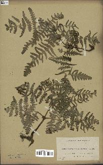 spécimen de Histiopteris incisa