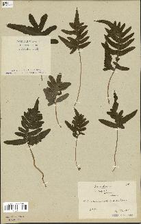 spécimen de Polypodium erectum