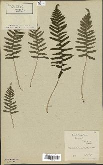 spécimen de Polypodium vulgare