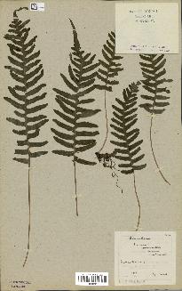 spécimen de Polypodium vulgare