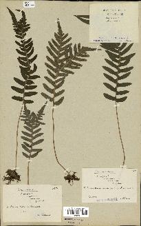 spécimen de Polypodium vulgare