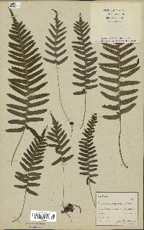 spécimen de Polypodium vulgare