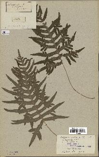 spécimen de Polypodium speciosum