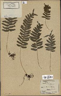 spécimen de Polypodium tamarisciforme