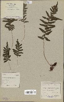 spécimen de Polypodium manniana