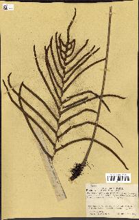 spécimen de Blechnum hirsutum