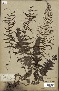 spécimen de Blechnum auriculatum