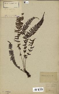 spécimen de Blechnum auriculatum