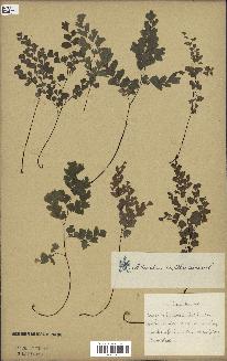 spécimen de Adiantum capillus-veneris