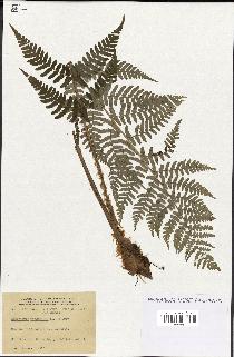 spécimen de Dryopteris marginalis