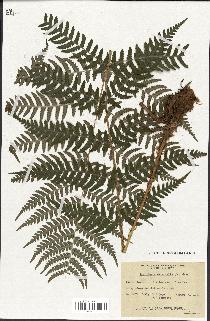 spécimen de Dryopteris marginalis