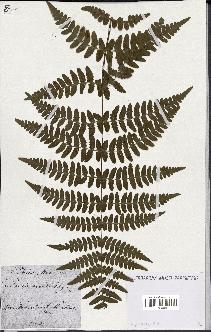 spécimen de Histiopteris incisa