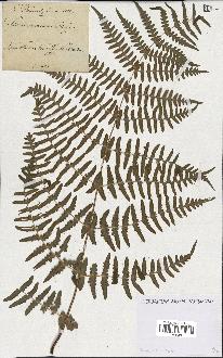 spécimen de Histiopteris incisa