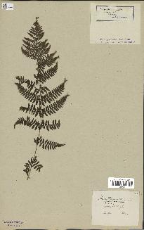 spécimen de Athyrium filix-femina