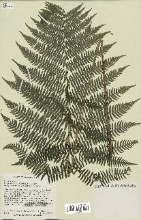 spécimen de Athyrium filix-femina