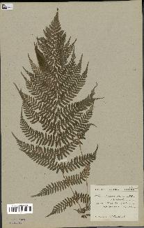 spécimen de Athyrium filix-femina