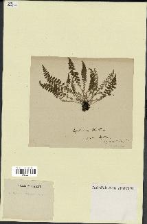 spécimen de Asplenium halleri