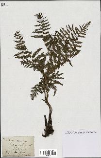 spécimen de Pteris aquilina