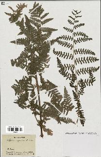 spécimen de Pteris aquilina