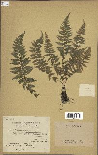 spécimen de Athyrium filix-femina