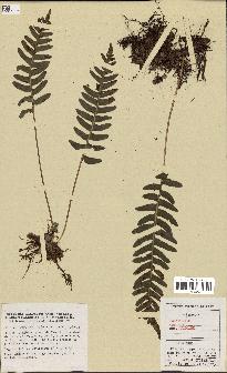 spécimen de Polypodium vulgare