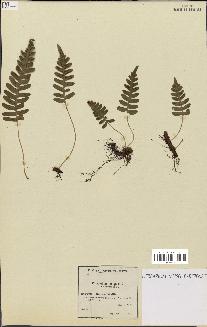 spécimen de Polypodium vulgare