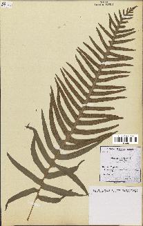 spécimen de Polypodium vulgare