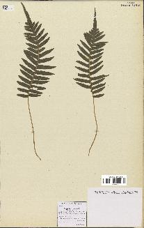 spécimen de Polypodium vulgare