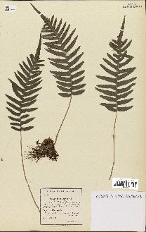 spécimen de Polypodium vulgare