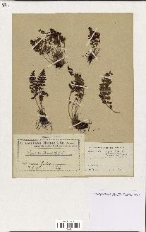 spécimen de Woodsia ilvensis