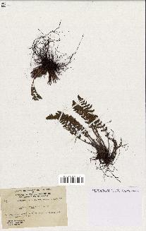 spécimen de Woodsia ilvensis
