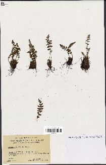 spécimen de Woodsia ilvensis