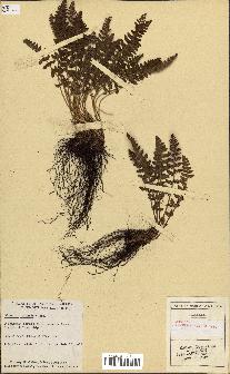 spécimen de Woodsia ilvensis