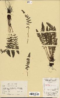 spécimen de Woodsia ilvensis