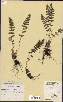 spécimen de Woodsia ilvensis