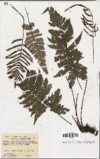 spécimen de Blechnum sp.
