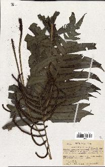 spécimen de Blechnum hirsutum