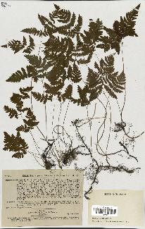 spécimen de Polypodium dryopteris