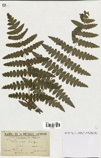 spécimen de Histiopteris incisa