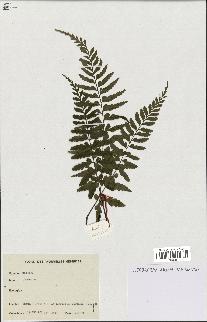 spécimen de Asplenium sp.