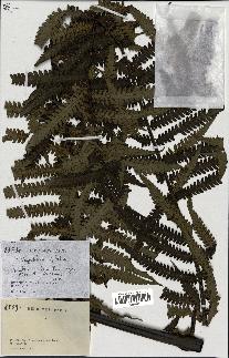 spécimen de Cyathea glabra