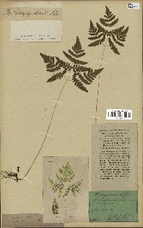 spécimen de Polypodium dryopteris