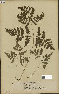 spécimen de Phegopteris dryopteris