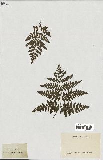 spécimen de Histiopteris incisa