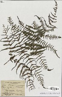 spécimen de Histiopteris incisa